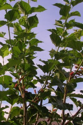 Media_httpx96xangacom_scfcx