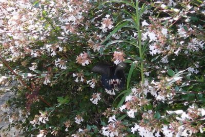 Media_httpx2fxangacom_jcemj