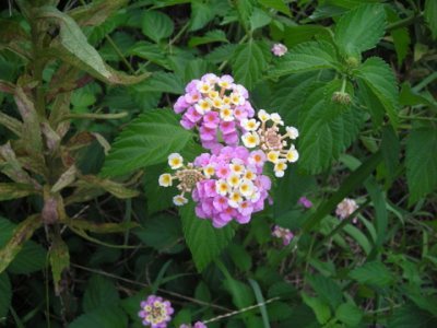 Media_httpx50xangacom_cdgcd