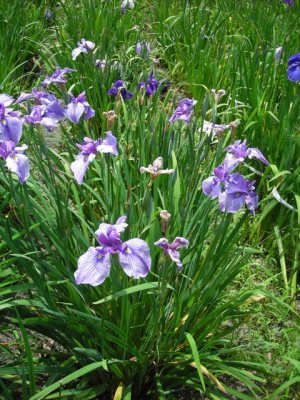 Media_httpxb4xangacom_hjmba