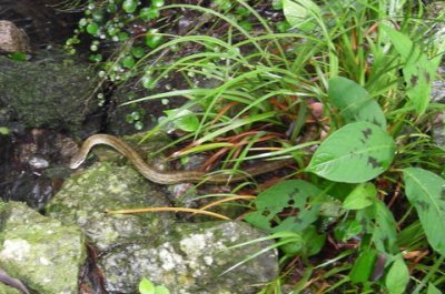 Media_httpxd4xangacom_khbss