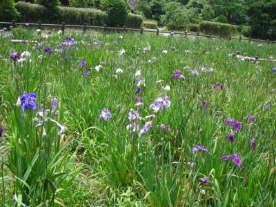 Media_httpxdaxangacom_kuhcl