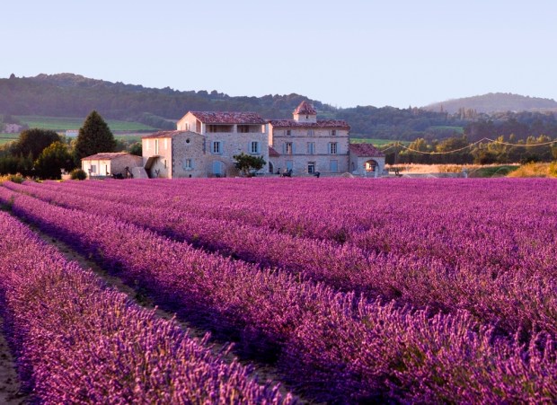 Lavender_field
