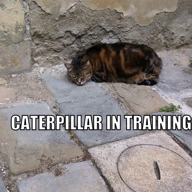 Caterpillar in training