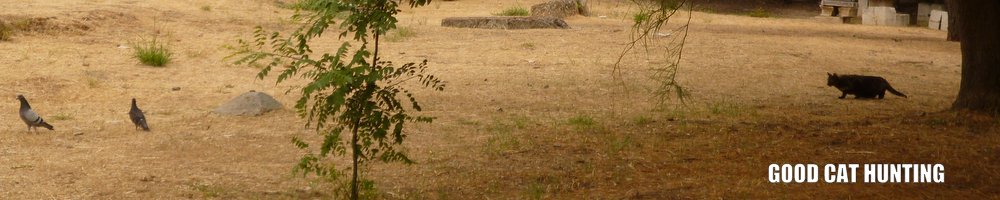 Good Cat Hunting