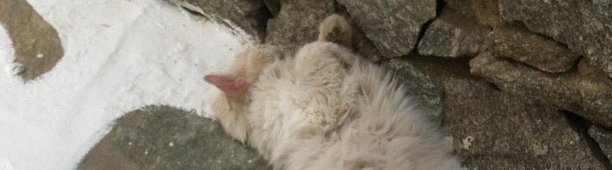 Let sleeping cats lie