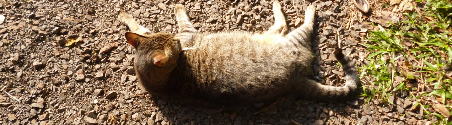 aripuca cat