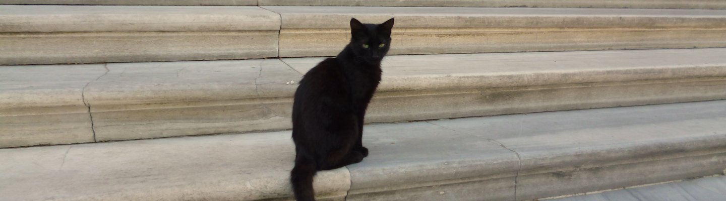black beauty