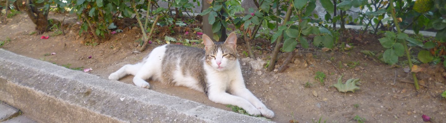 haghia cat