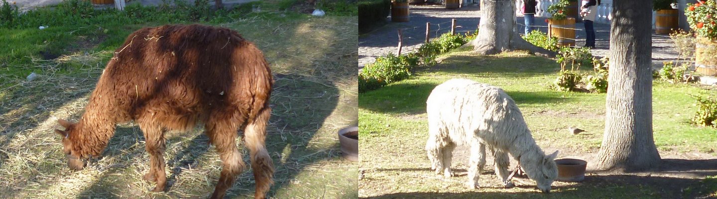 los alpacas