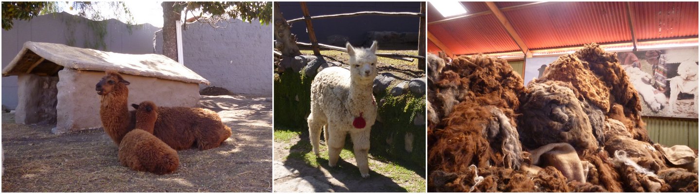 Mundo Alpaca