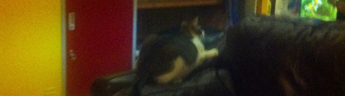 fat cat at hong kong hostel