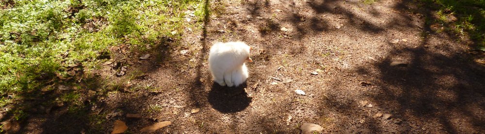 fluffy in iguazu