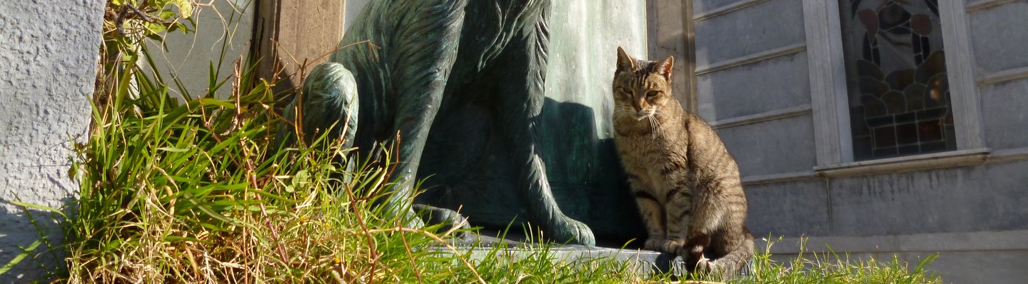 recoleta cat